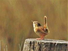 Cistothorus platensis