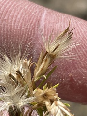 Ericameria nauseosa psilocarpa