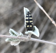 Acmaeodera alicia