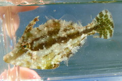 Monacanthus ciliatus