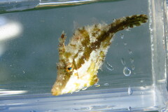 Monacanthus ciliatus