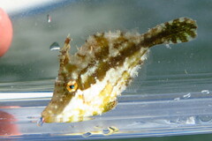 Monacanthus ciliatus