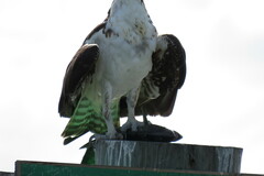 Scomberomorus maculatus