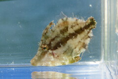 Monacanthus ciliatus