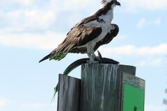 Scomberomorus maculatus