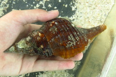 Triplofusus giganteus