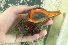 Triplofusus giganteus