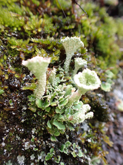 Cladonia carneola