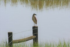 Nycticorax caledonicus