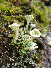 Cladonia carneola