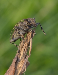 Aegomorphus jaspideus
