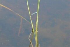 Austrolestes annulosus