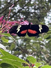 Heliconius hortense