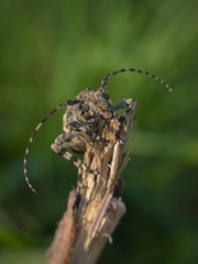 Aegomorphus jaspideus