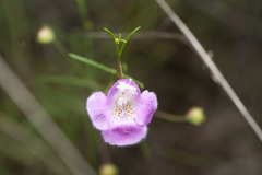 Agalinis edwardsiana