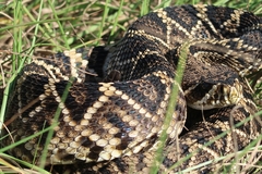 Crotalus adamanteus