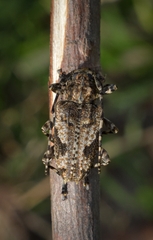 Aegomorphus jaspideus