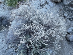 Eriogonum wrightii nodosum