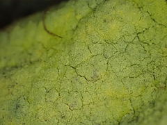 Chrysothrix candelaris