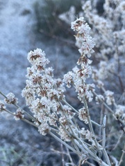 Eriogonum wrightii nodosum