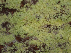 Chrysothrix candelaris