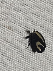 Membracis foliatafasciata