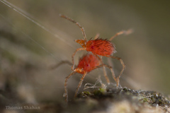 Erythraeidae