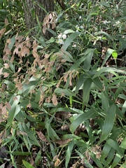 Chasmanthium latifolium
