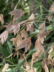 Chasmanthium latifolium