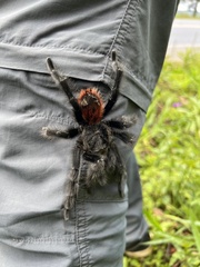 Grammostola