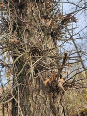 Gleditsia triacanthos triacanthos