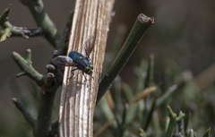 Sarconesiopsis magellanica