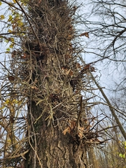 Gleditsia triacanthos triacanthos