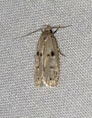 Scythropiodes issikii