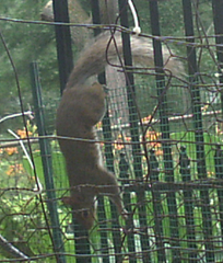 Sciurus carolinensis