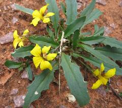 Goodenia glabra