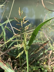 Sorghum halepense