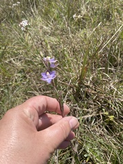 Thelymitra