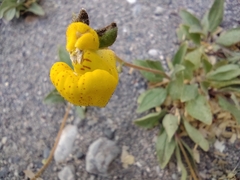 Calceolaria biflora