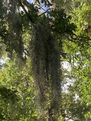 Tillandsia usneoides