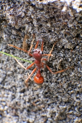 Myrmecia nigriscapa