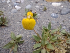 Calceolaria biflora