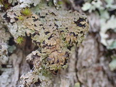 Physconia perisidiosa