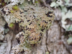 Physconia perisidiosa