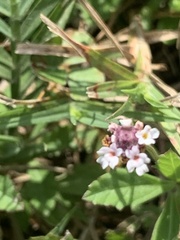 Phyla nodiflora