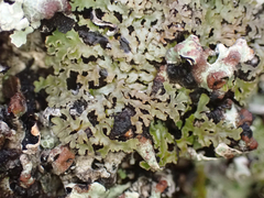 Physconia perisidiosa