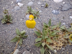 Calceolaria biflora