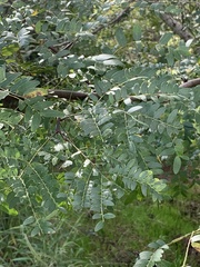 Gleditsia aquatica
