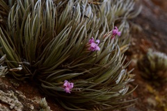 Tillandsia argentina