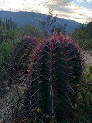 Ferocactus